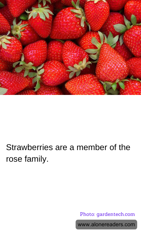 General Knowledge Learning Cards