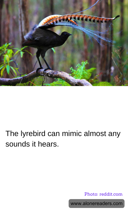 General Knowledge Learning Cards