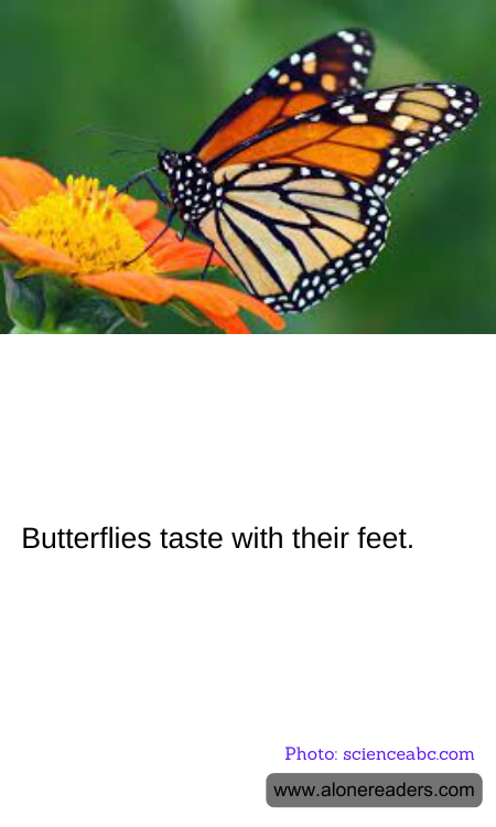 General Knowledge Learning Cards