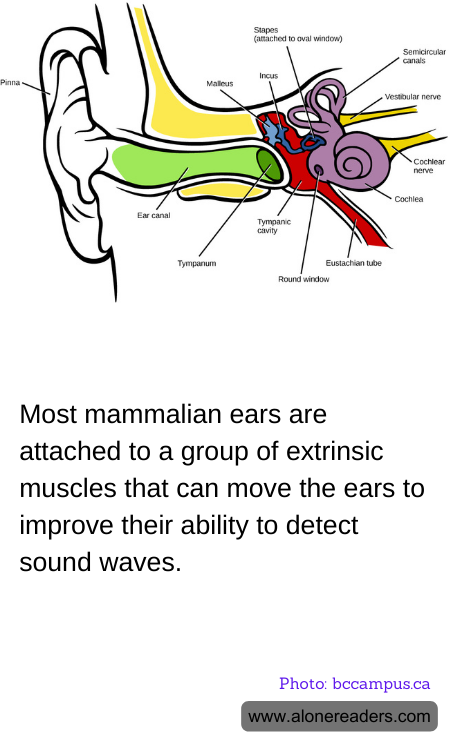 General Knowledge Learning Cards
