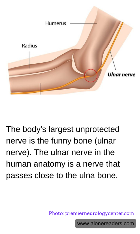 The body's largest unprotected nerve is the funny bone (ulnar nerve). The ulnar nerve in the human anatomy is a nerve that passes close to the ulna bone.