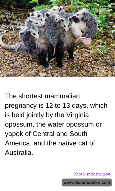 General Knowledge Learning Cards