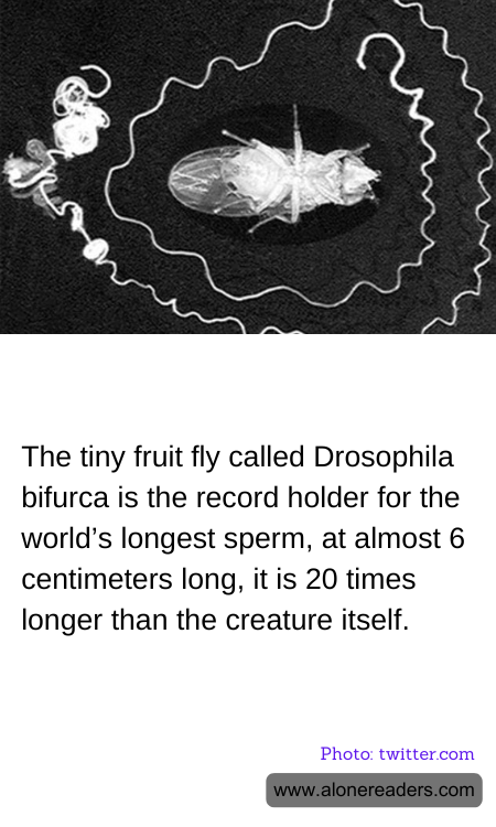The tiny fruit fly called Drosophila bifurca is the record holder for the world’s longest sperm, at almost 6 centimeters long, it is 20 times longer than the creature itself.
