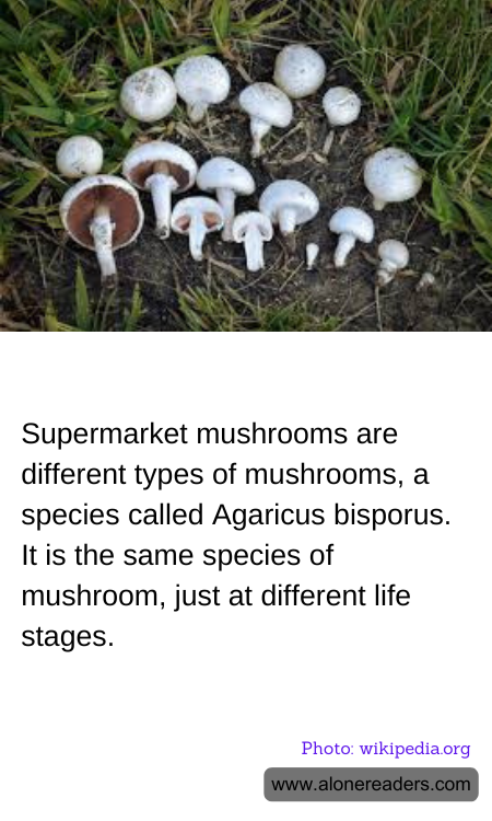 General Knowledge Learning Cards