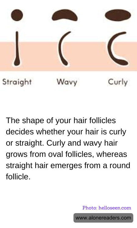 The shape of your hair follicles decides whether your hair is curly or straight. Curly and wavy hair grows from oval follicles, whereas straight hair emerges from a round follicle.