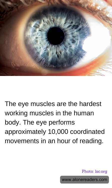 General Knowledge Learning Cards