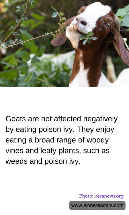Goats are not affected negatively by eating poison ivy. They enjoy eating a broad range of woody vines and leafy plants, such as weeds and poison ivy.