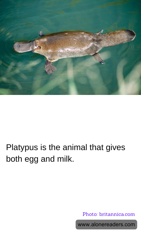 Platypus is the animal that gives both egg and milk.