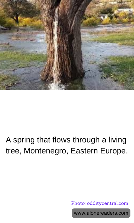 General Knowledge Learning Cards