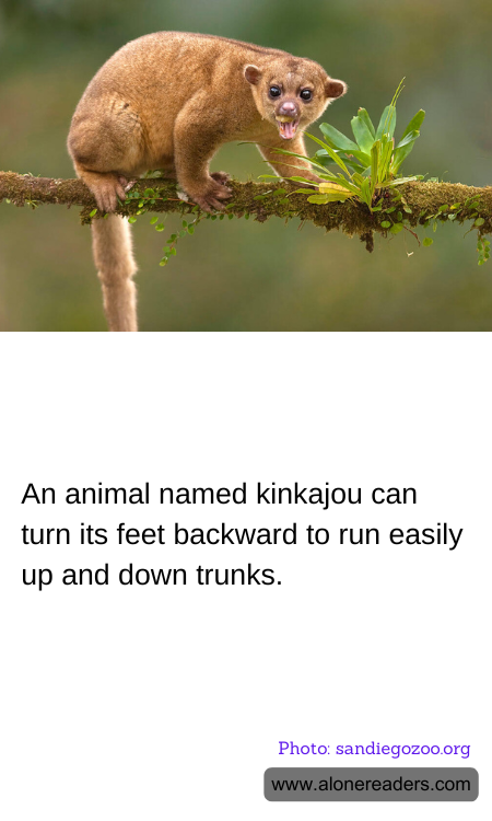 An animal named kinkajou can turn its feet backward to run easily up and down trunks.