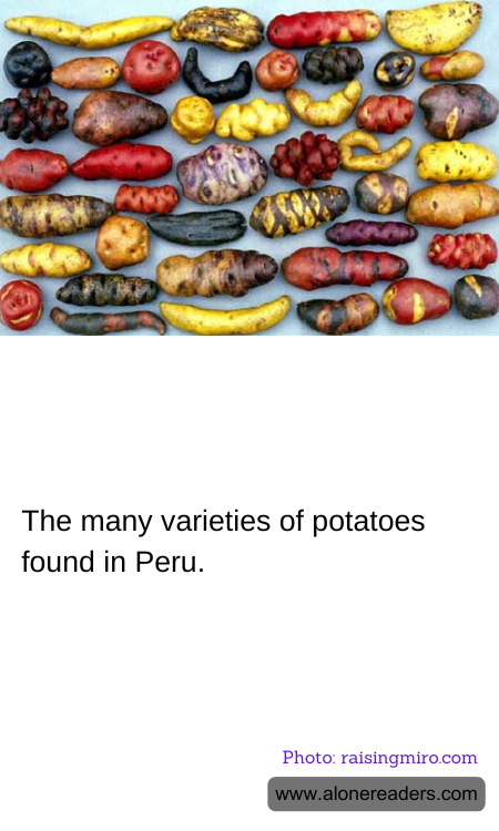 General Knowledge Learning Cards