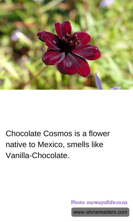 Chocolate Cosmos is a flower native to Mexico, smells like Vanilla-Chocolate.