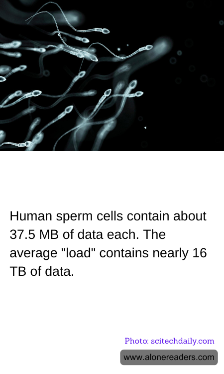 General Knowledge Learning Cards