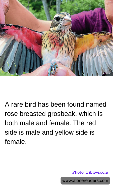 General Knowledge Learning Cards