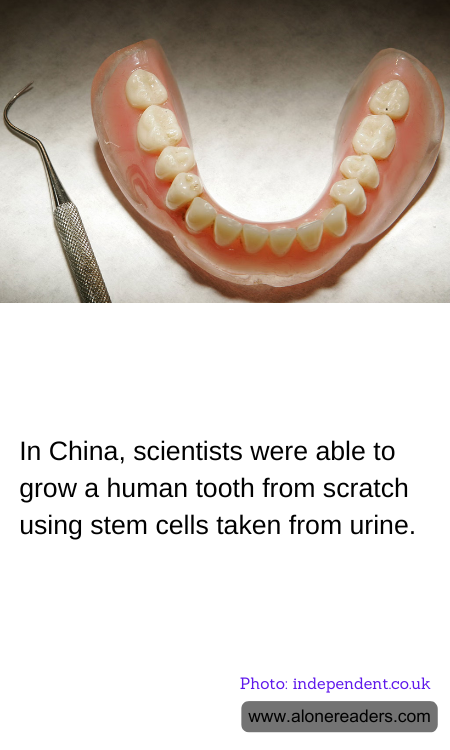 In China, scientists were able to grow a human tooth from scratch using stem cells taken from urine.