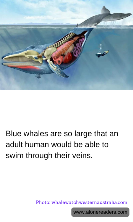 Blue whales are so large that an adult human would be able to swim through their veins.