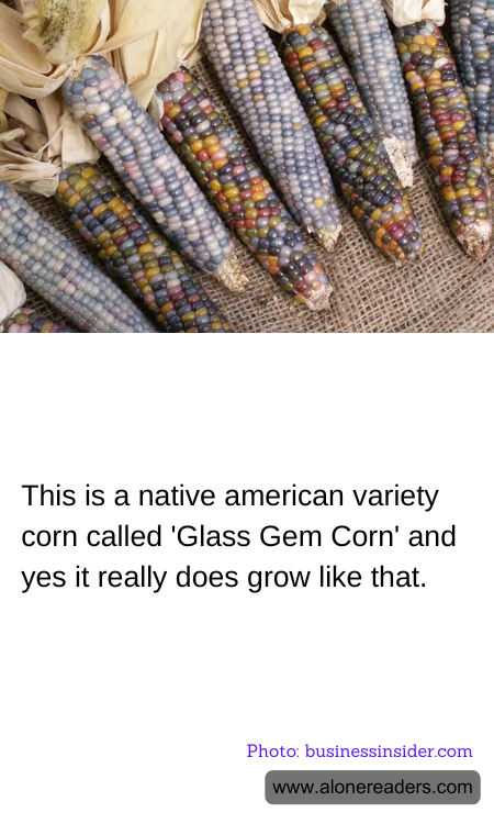 General Knowledge Learning Cards