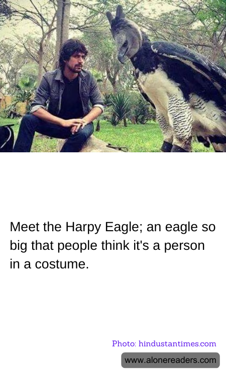 Meet the Harpy Eagle; an eagle so big that people think it's a person in a costume.
