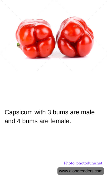 General Knowledge Learning Cards