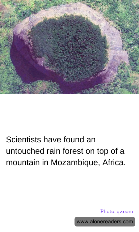 Scientists have found an untouched rain forest on top of a mountain in Mozambique, Africa.