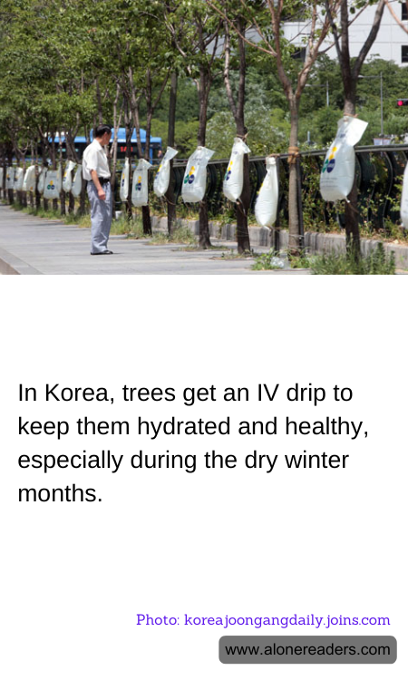 General Knowledge Learning Cards