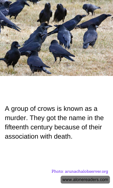 A group of crows is known as a murder. They got the name in the fifteenth century because of their association with death.