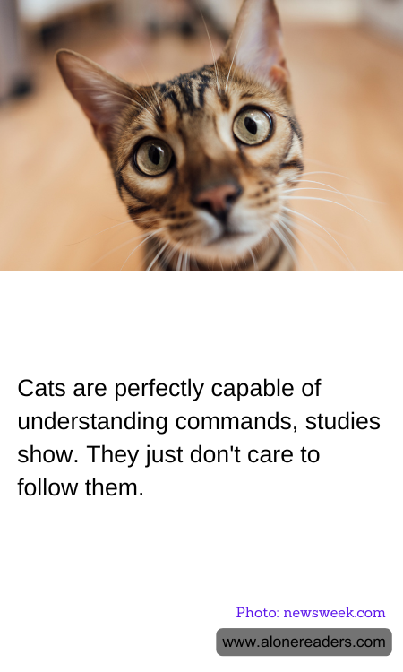 General Knowledge Learning Cards