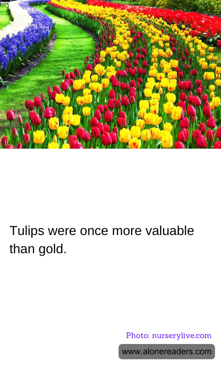 General Knowledge Learning Cards