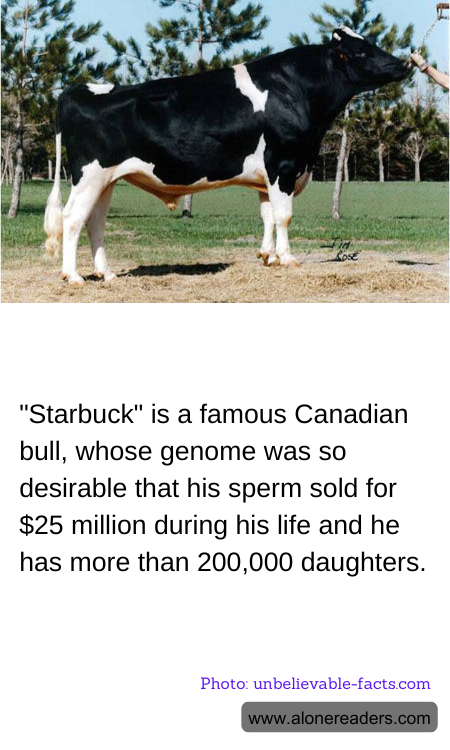 "Starbuck" is a famous Canadian bull, whose genome was so desirable that his sperm sold for $25 million during his life and he has more than 200,000 daughters.