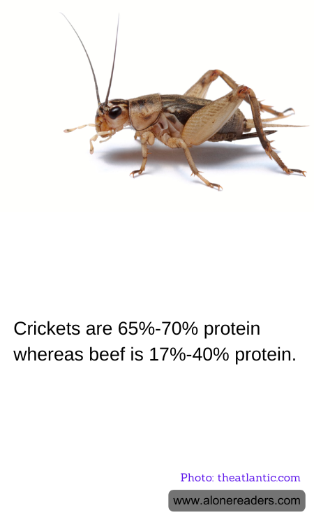 General Knowledge Learning Cards