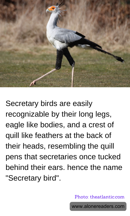 General Knowledge Learning Cards