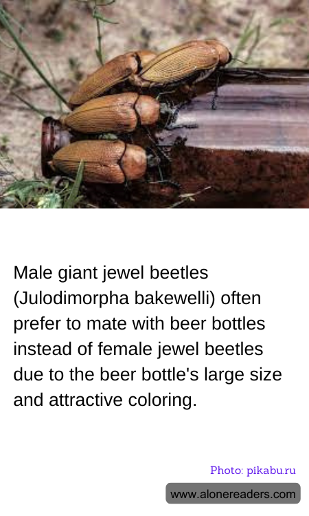 General Knowledge Learning Cards