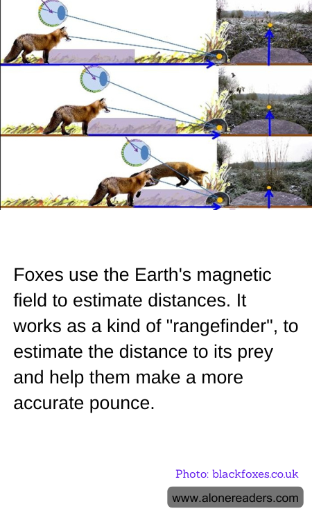 General Knowledge Learning Cards