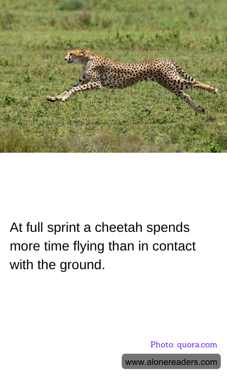 General Knowledge Learning Cards