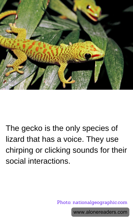 General Knowledge Learning Cards