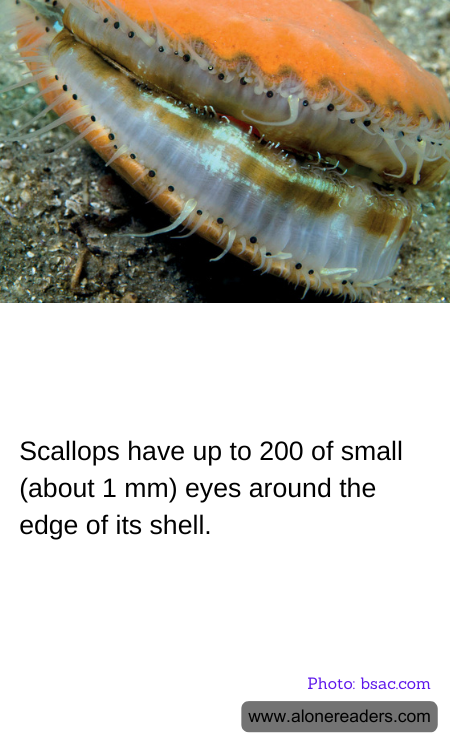 General Knowledge Learning Cards