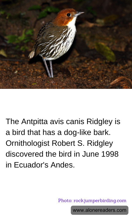 General Knowledge Learning Cards