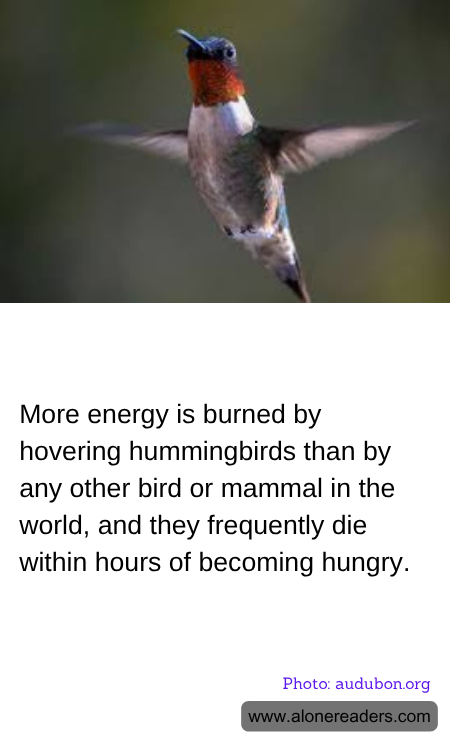 General Knowledge Learning Cards