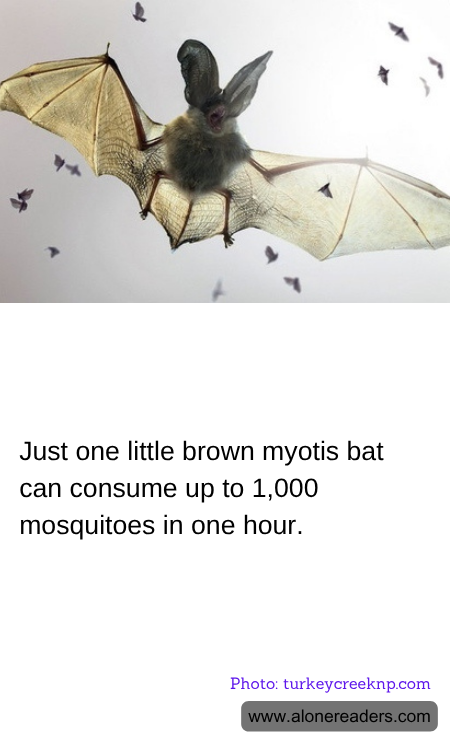 General Knowledge Learning Cards