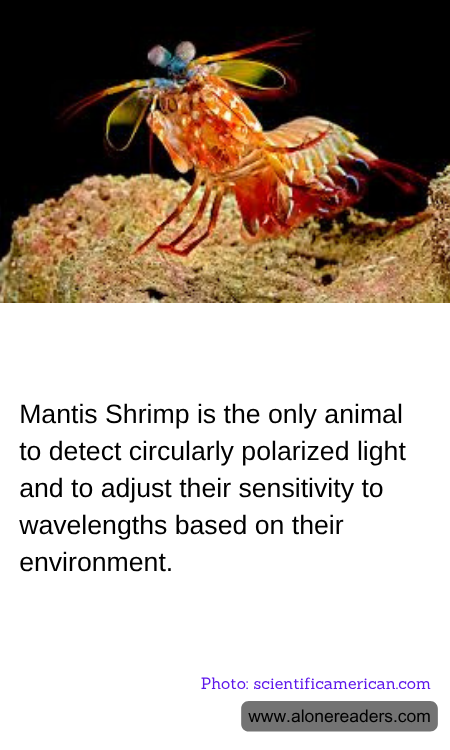 General Knowledge Learning Cards