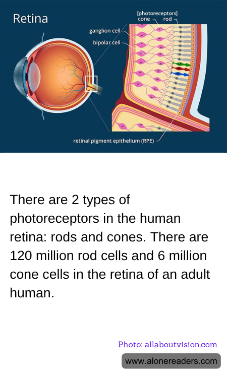General Knowledge Learning Cards