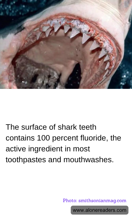 General Knowledge Learning Cards