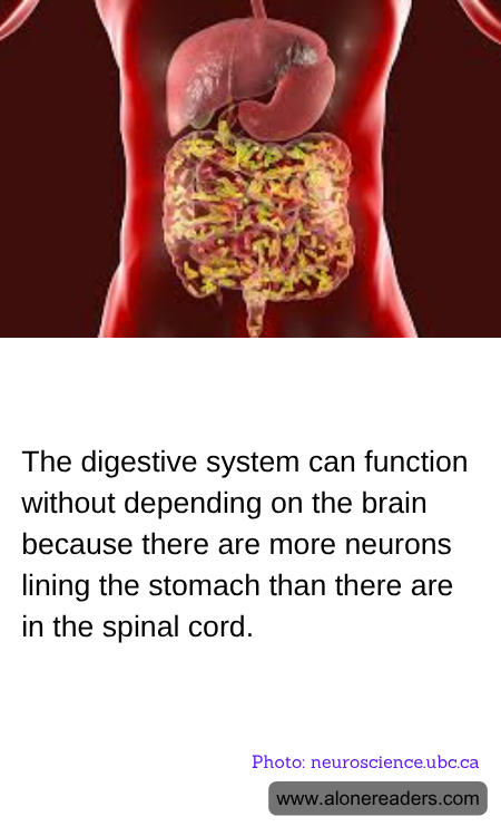 General Knowledge Learning Cards