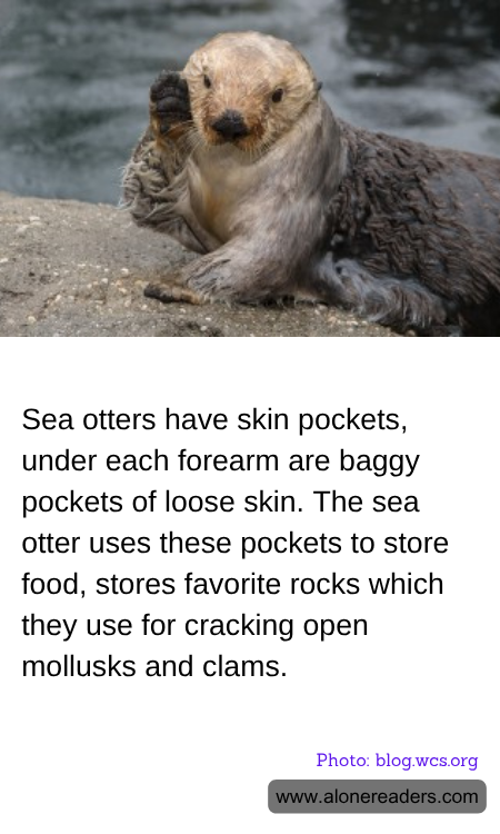 General Knowledge Learning Cards