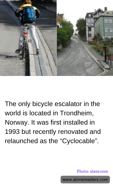 General Knowledge Learning Cards