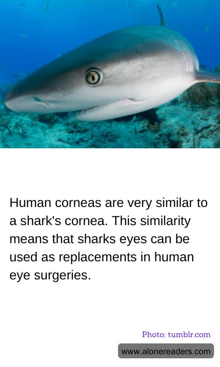 General Knowledge Learning Cards