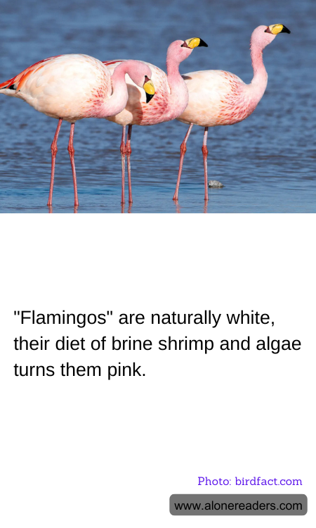 "Flamingos" are naturally white, their diet of brine shrimp and algae turns them pink.