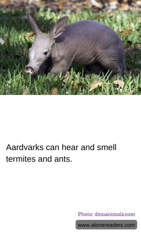 Aardvarks can hear and smell termites and ants.