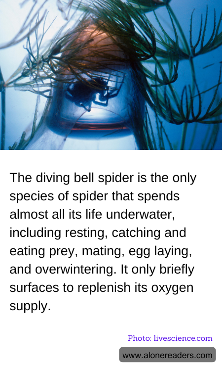 The diving bell spider is the only species of spider that spends almost all its life underwater, including resting, catching and eating prey, mating, egg laying, and overwintering. It only briefly surfaces to replenish its oxygen supply.