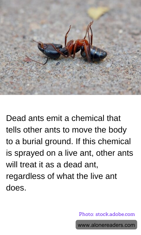 General Knowledge Learning Cards